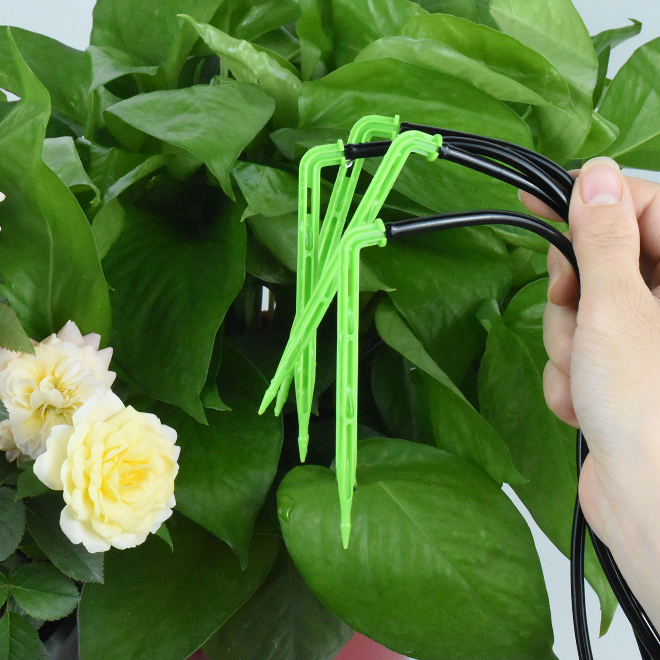 KESLA Garden 4/7mm to 3/5mm Ho - đánh giá và giá Plant Parent Kit