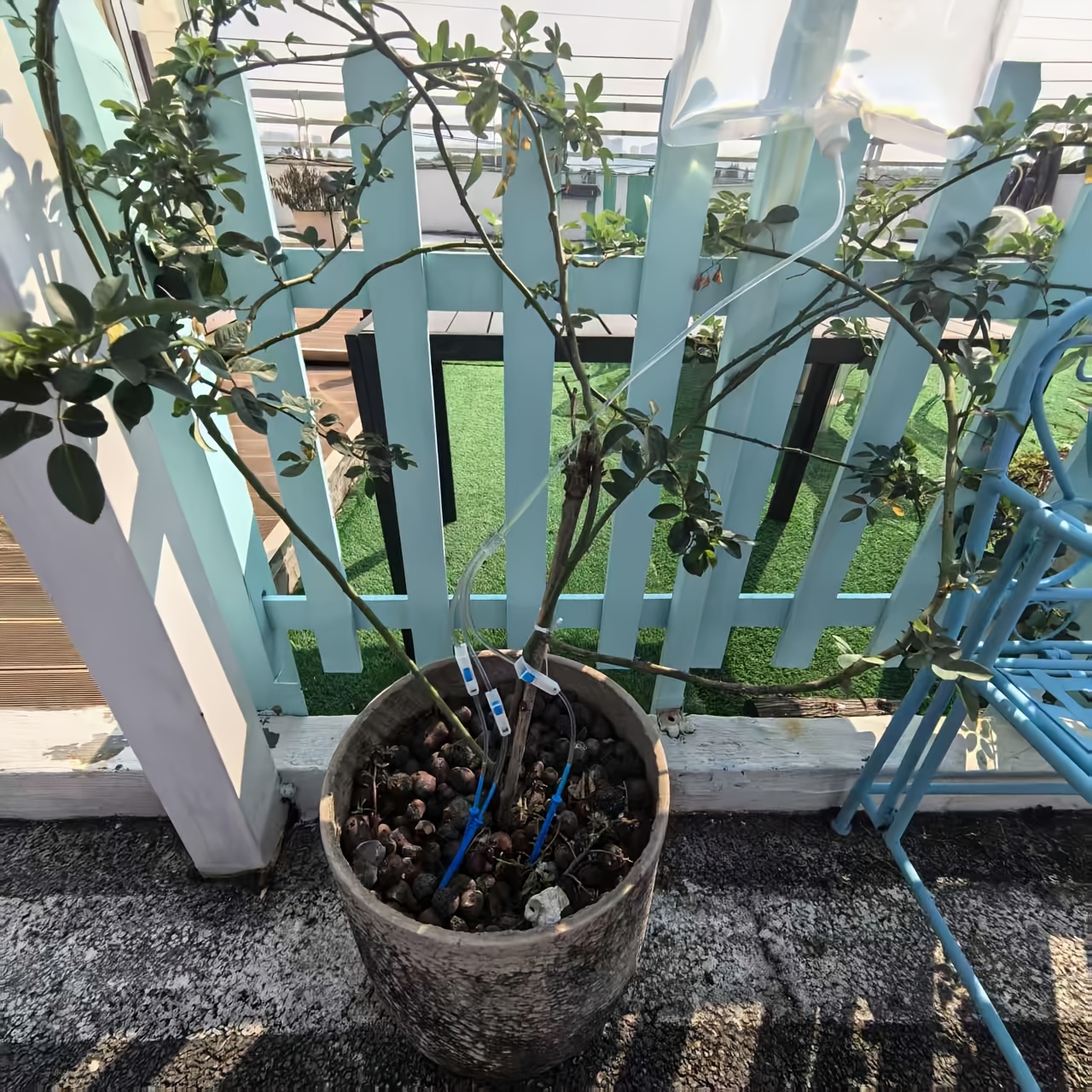 Automatic Watering Dripper,Adj - đánh giá và giá Plant Parent Kit