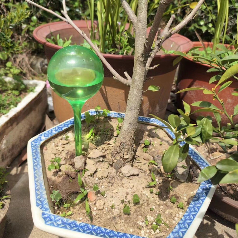 Automatic Plant Watering Bulbs - đánh giá và giá Plant Parent Kit