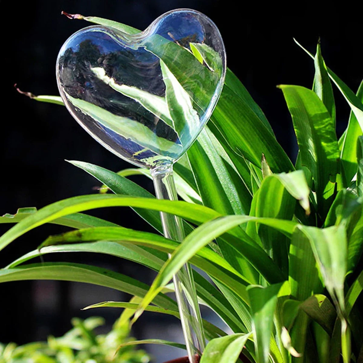 1pc Automatic Plant Watering B - đánh giá và giá Plant Parent Kit